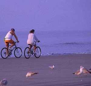 Bikes on the beach with birds