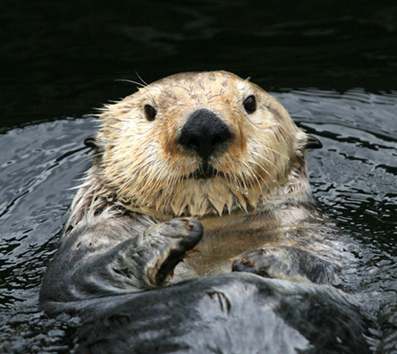 otter-cropped