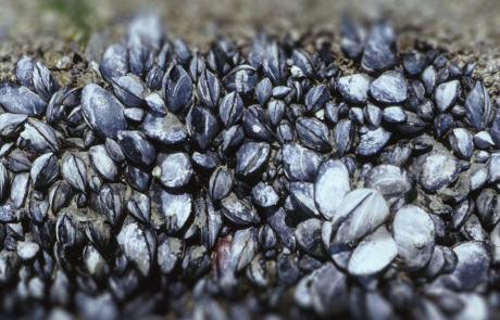 940x626-mussels