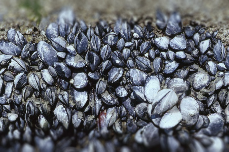 940x626-mussels